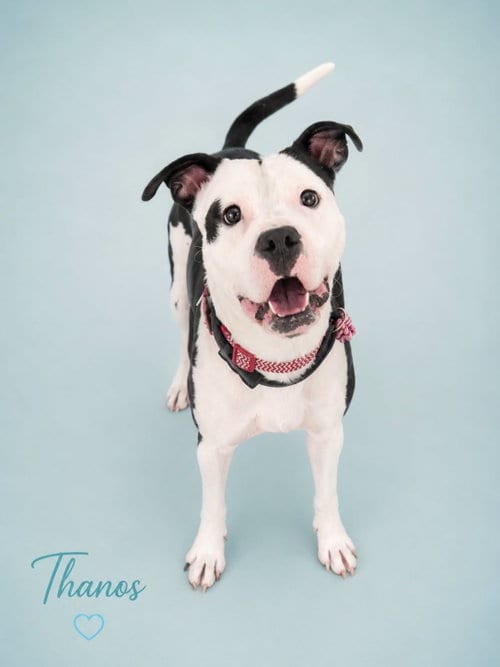 Photo of Thanos, adoptable Pit Bull Terrier in Rockville, Maryland
