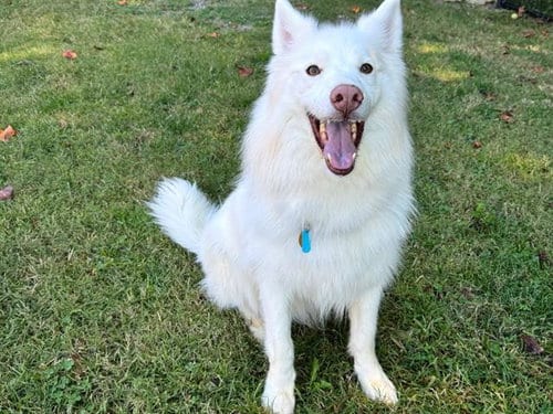 Photo of Kai, adoptable Husky in Haw River, North Carolina