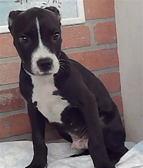 Photo of Lyle, adoptable Staffordshire Bull Terrier in Houston, Texas