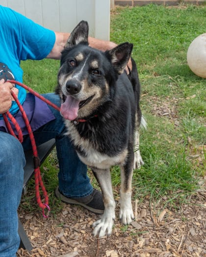 Photo of Scotty, adoptable dog in Chamblee, Georgia