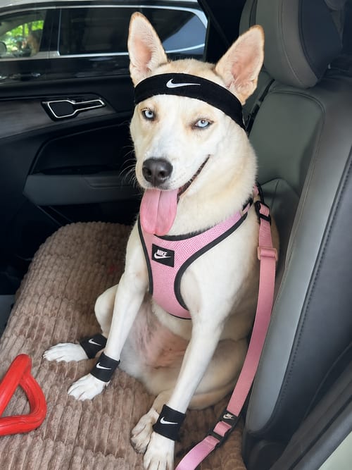 Photo of Katy Dean. Crystal blue eyes, adoptable Siberian Husky in Mt. Laurel, New Jersey