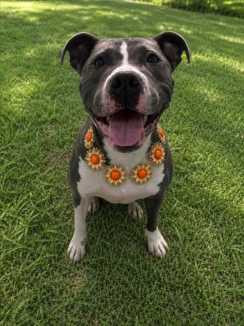 Photo of Dreamweaver, adoptable Pit Bull Terrier in Clinton Township, Michigan