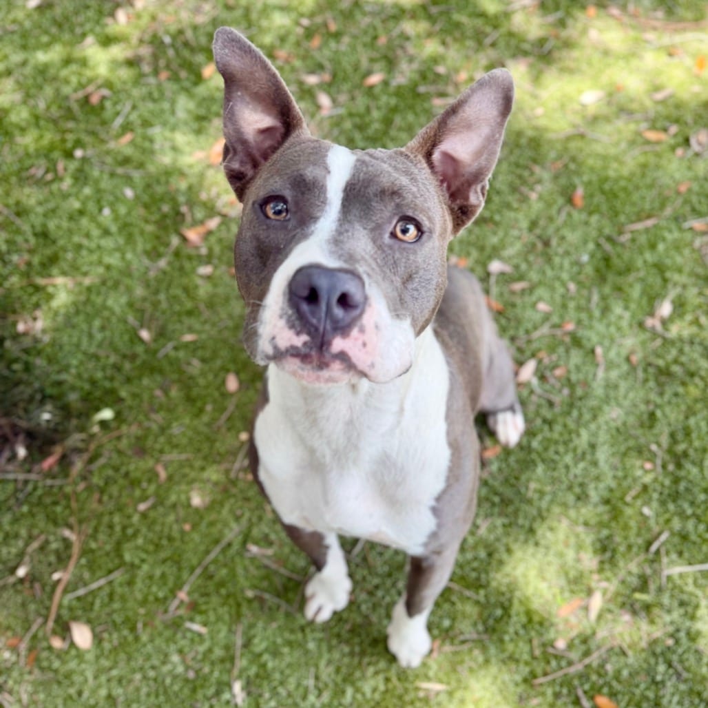 Photo of Roxy, adoptable Mixed Breed (Medium) in Milton, Florida
