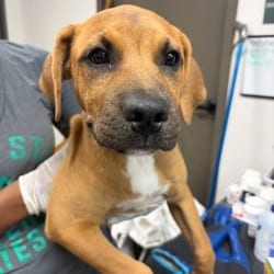 Photo of Love, adoptable Mixed Breed (Medium) in Maumee, Ohio