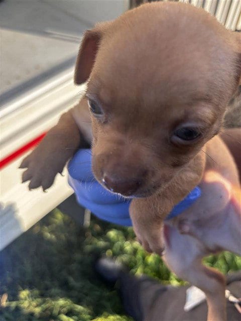 Photo of A661701, adoptable Chihuahua in Houston, Texas