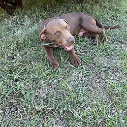 Photo of Dooley, adoptable Labrador Retriever Pit Bull Terrier in Kalamazoo, Michigan