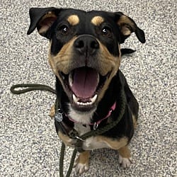 Photo of Hunter, adoptable Labrador Retriever Australian Shepherd in Golden, Colorado