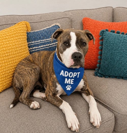 Photo of Rocket, adoptable Boxer in Euless, Texas