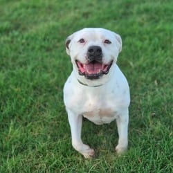 Photo of Dawn JuM, adoptable American Bulldog Boxer in Hartford, Connecticut