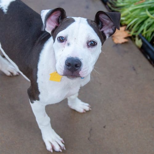 Photo of Lilly, adoptable Pit Bull Terrier in Maryland, Missouri