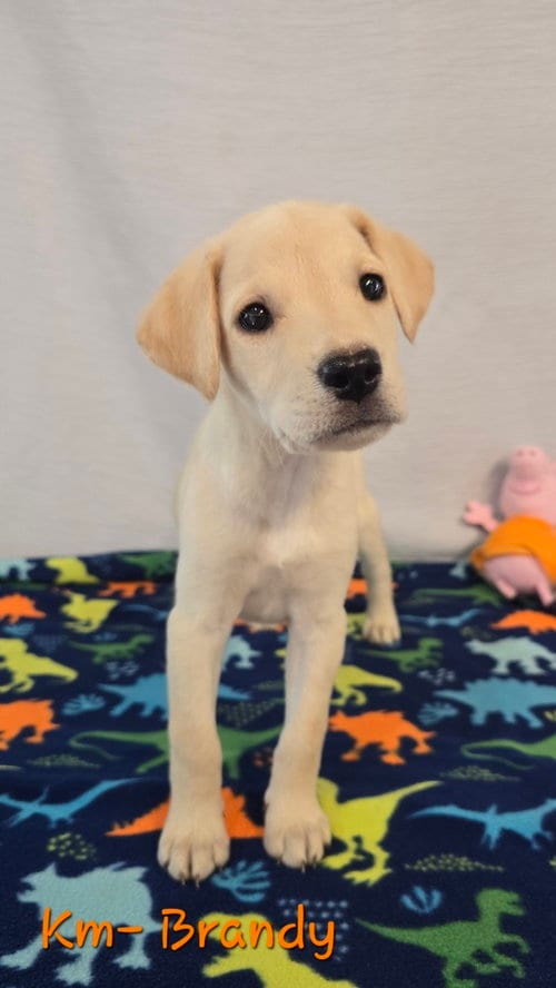 Photo of KM Brandy, adoptable Labrador Retriever in Warrenton, Missouri