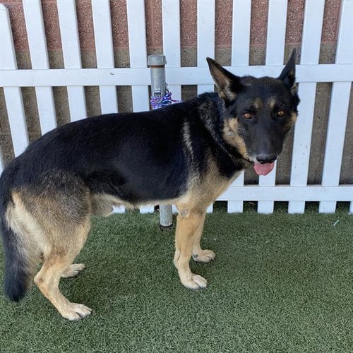 Photo of Hercules, adoptable German Shepherd Dog in Modesto, California