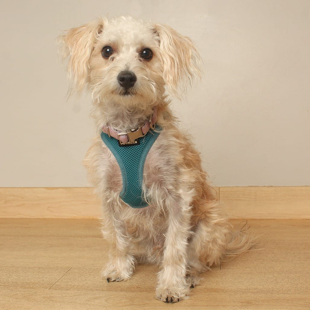 Photo of Ferris Wheel D69838, adoptable Shih Tzu / Bichon Frise in Minnesota, Minnesota
