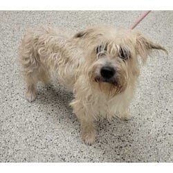 Photo of Scruffles, adoptable Mixed Breed (Medium) in Kansas City, Missouri