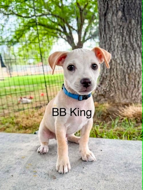 Photo of B.B. King, adoptable Chihuahua in Sandy, Utah