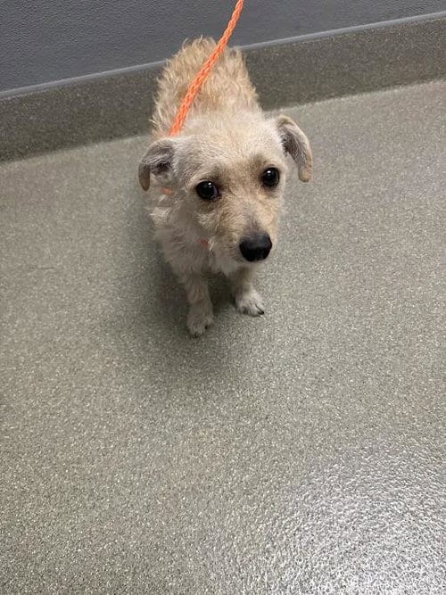 Photo of Oliver, adoptable Terrier in Las Vegas, Nevada