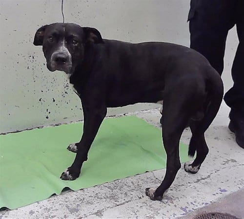 Photo of Rider, adoptable Staffordshire Bull Terrier in Houston, Texas