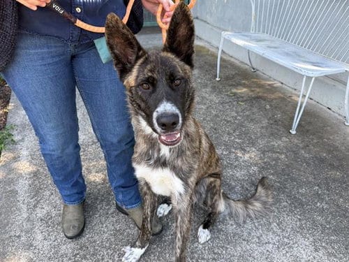 Photo of Sol, adoptable German Shepherd Dog in Santa Rosa, California