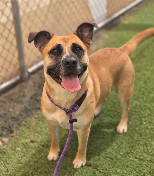 Photo of Maple, adoptable American Staffordshire Terrier in Phoenix, Arizona