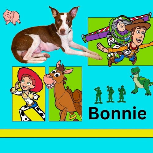 Photo of Bonnie, adoptable American Staffordshire Terrier in New Oxford, Pennsylvania