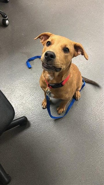 Photo of Knox, adoptable Labrador Retriever in Corpus Christi, Texas