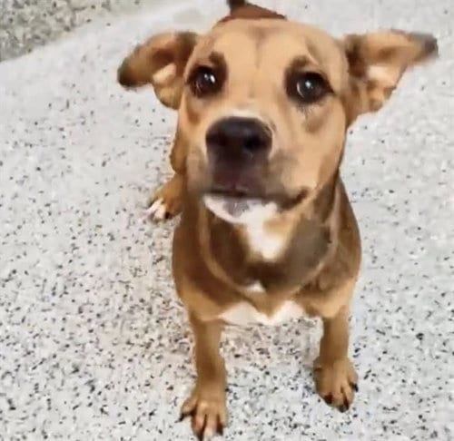Photo of Percy, adoptable Carolina Dog in Houston, Texas