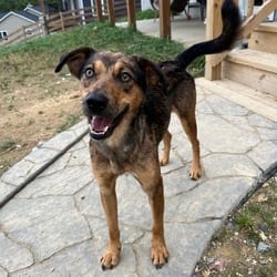 Photo of Merida, adoptable Mixed Breed (Medium) in Frederick, Maryland