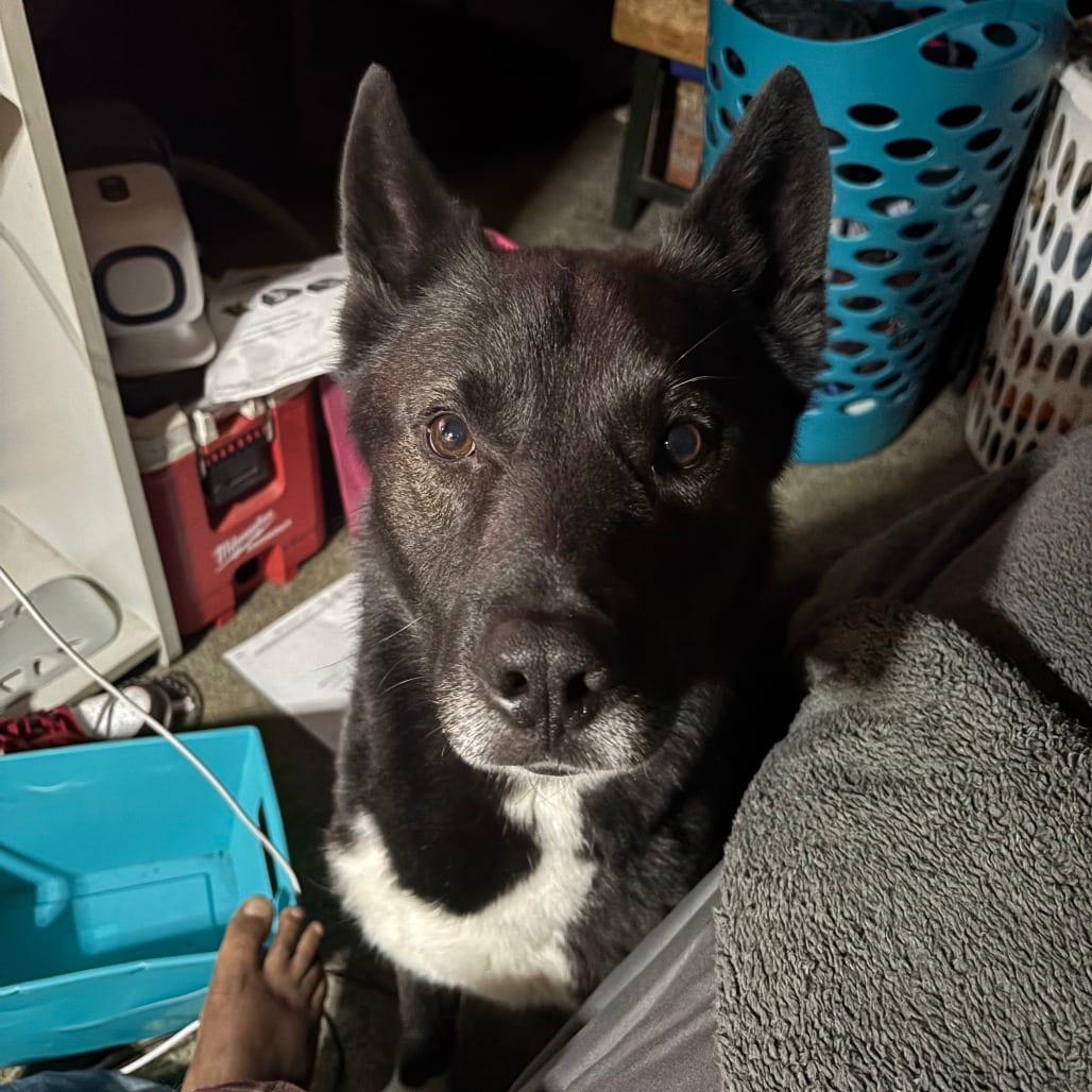 Photo of Oreo - Home to Home, adoptable Shepherd, German / Husky, Alaskan in South Elgin, Illinois