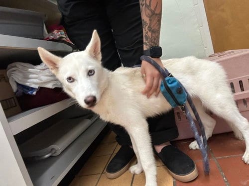 Photo of Storm, adoptable Siberian Husky in Gainesville, Florida