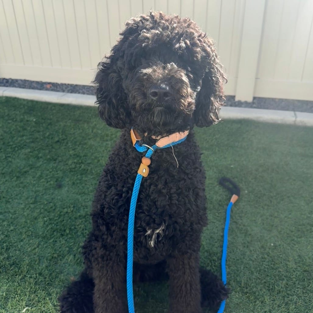 Photo of Morticia KCAC 26-42313, adoptable Poodle in Hayden, Idaho