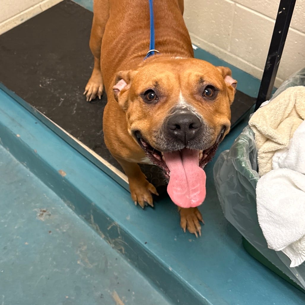 Photo of Sweetie, adoptable Mixed Breed (Large)