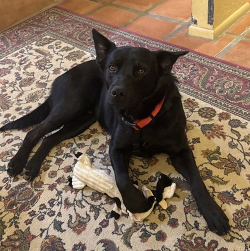 Photo of Charlie, adoptable Cattle Dog in Tucson, Arizona