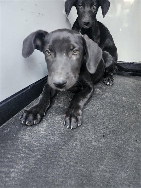 Photo of A170795, adoptable Labrador Retriever in Bakersfield, California