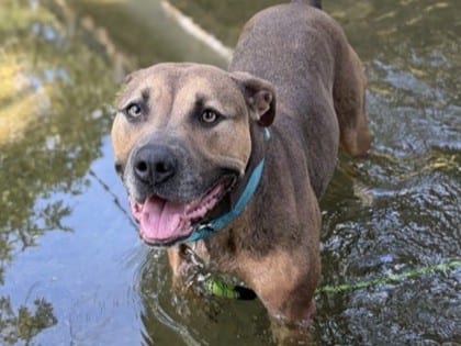 Photo of Denise, adoptable dog in Georgetown, Texas