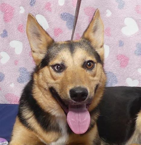 Photo of Cherry, adoptable German Shepherd Dog in Ukiah, California