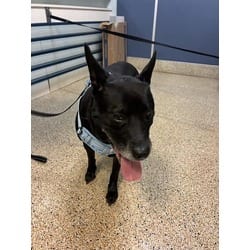 Photo of Blue, adoptable Labrador Retriever in Doral, Florida