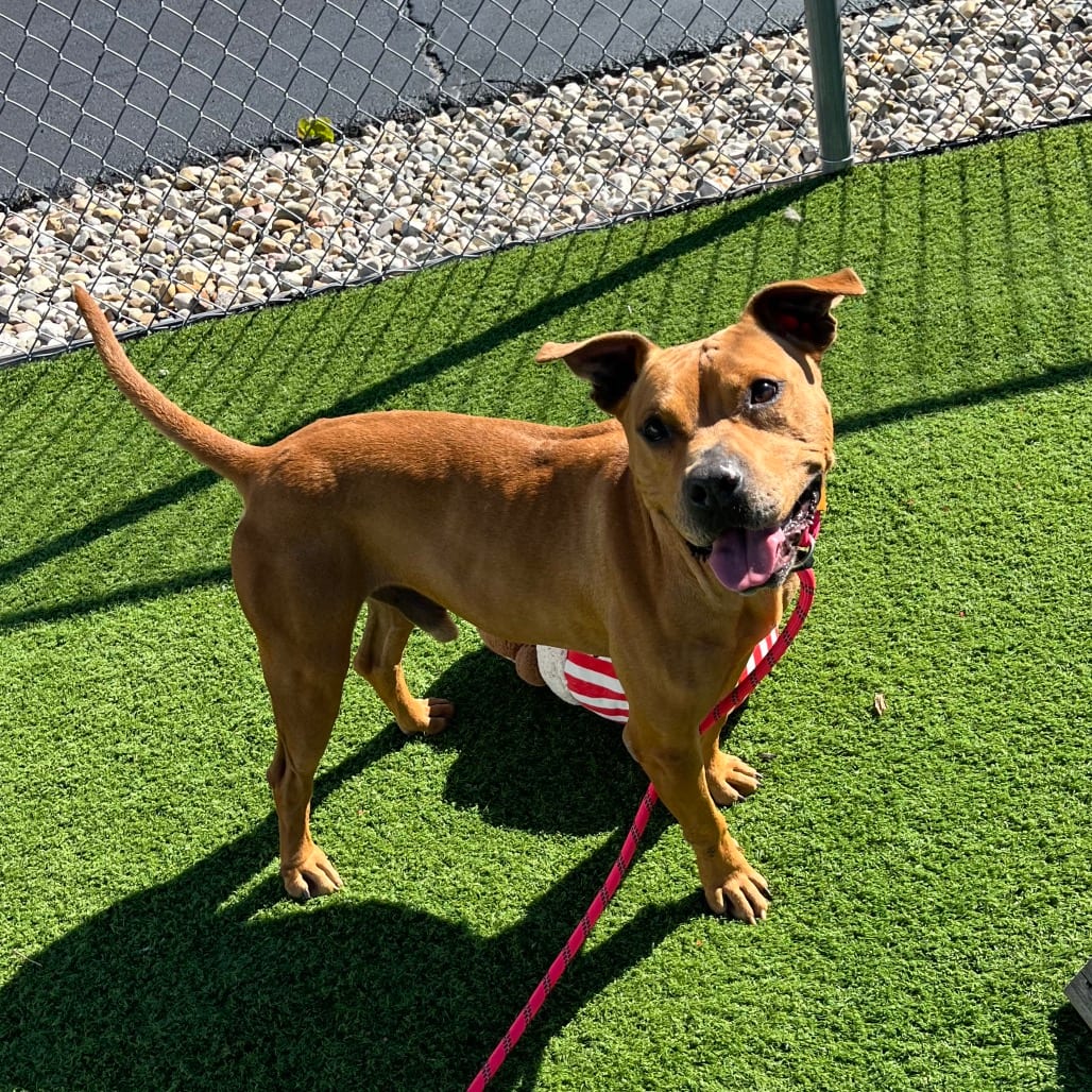 Photo of Louie - I'm in training, call to ask about me, adoptable Terrier, Pit Bull / Mix in Bristol, Indiana