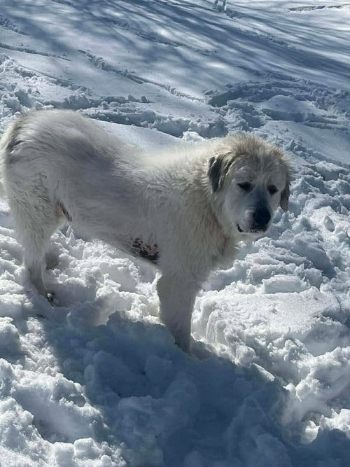 Photo of RC Washy, adoptable Great Pyrenees in Aurora, Indiana