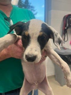 Photo of Percy, adoptable Terrier in Haw River, North Carolina