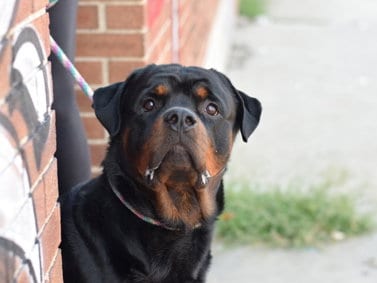 Photo of Umi, adoptable Rottweiler in Hillsboro, New Hampshire