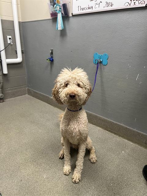 Photo of Simba, adoptable Poodle (Standard) in Las Vegas, Nevada