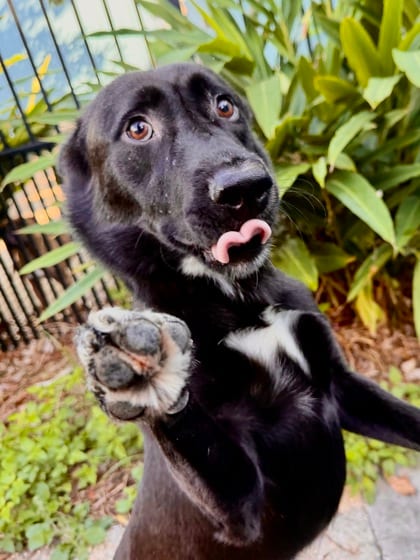 Photo of Meeko, adoptable Retriever in New Orleans, Louisiana