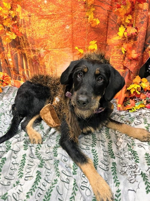 Photo of Bella, adoptable German Shepherd Dog in Bryant, Arkansas