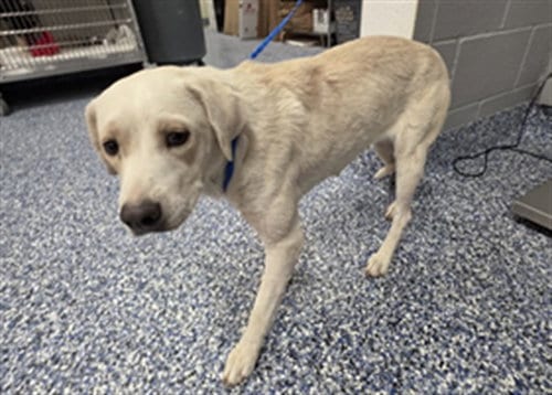 Photo of Misty, adoptable Labrador Retriever in Thousand Palms, California