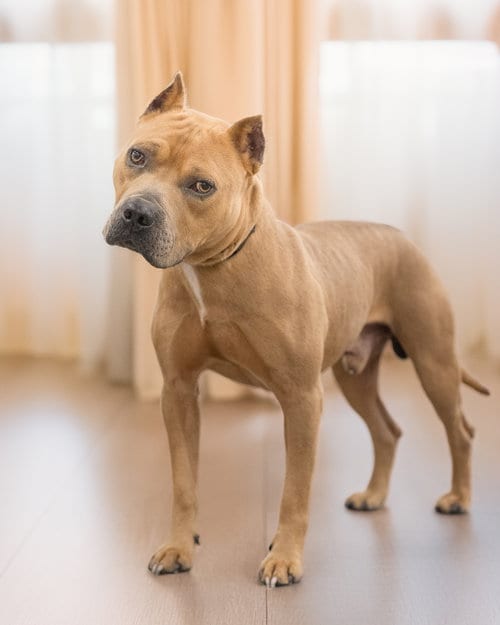 Photo of Grizzly, adoptable Terrier in Holbrook, New York