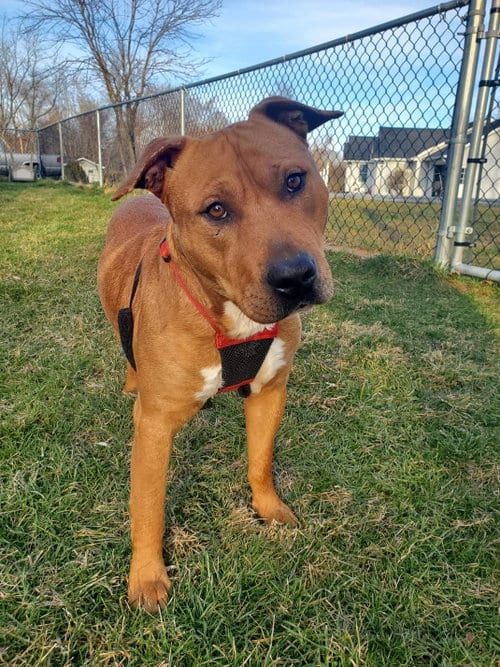 Photo of Claus, adoptable Terrier in Westminster, Maryland