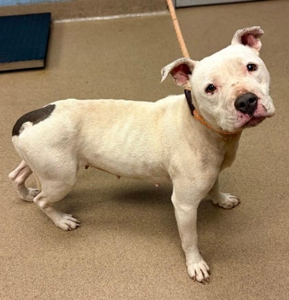 Photo of Geewillikers, adoptable dog in Chamblee, Georgia