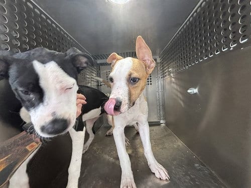 Photo of Sammy, adoptable Pit Bull Terrier in Oklahoma City, Oklahoma