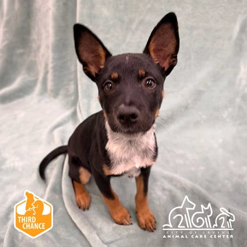 Photo of Bennie, adoptable Queensland Heeler in Irvine, California