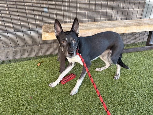 Photo of Bennie, adoptable Siberian Husky in Garland, Texas